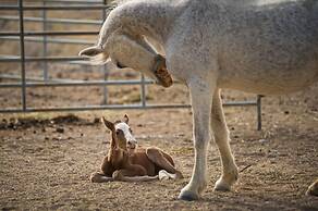 Amargosa Opera House
