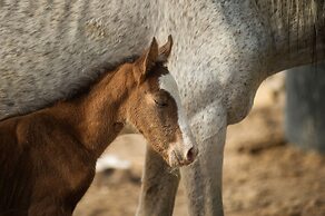 Amargosa Opera House