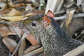 The Falls Resort at Manuel Antonio
