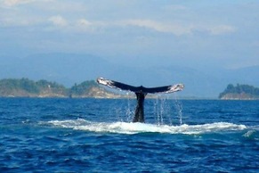 The Falls Resort at Manuel Antonio