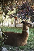 Hacienda Majoro Boutique & Resort