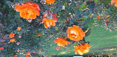 Shadzz Motel & Conference Centre