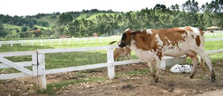 Resort Recanto do Teixeira - All Inclusive