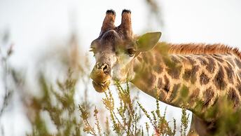 Gondwana Game Reserve