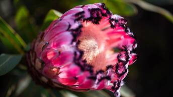 Gondwana Game Reserve