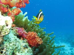 Red Sea Dive Center - Hotel & Dive Center