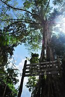 Borneo Tropical Rainforest Resort