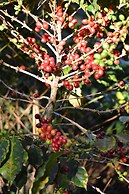 Eco Hotel Uxlabil Atitlan