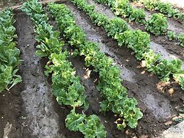 Hotel Prince Stafilos