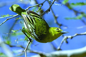 Amertha Bali Villas Beach Front Resort and Spa