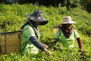 Sabah Tea Resort