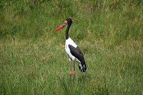 Mara Intrepids Tented Camp