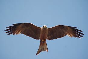 Mara Intrepids Tented Camp