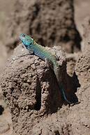 Mara Intrepids Tented Camp