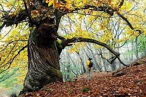 Casas Rurales Acebuche
