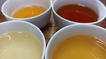 Tree Trek Boquete Adventure Park