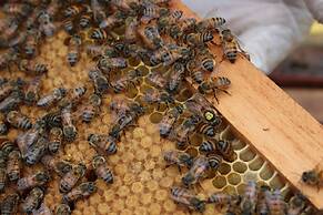 Tree Trek Boquete Adventure Park