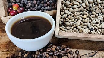 Tree Trek Boquete Adventure Park