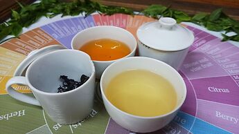 Tree Trek Boquete Adventure Park