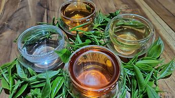 Tree Trek Boquete Adventure Park