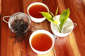 Tree Trek Boquete Adventure Park