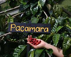 Tree Trek Boquete Adventure Park