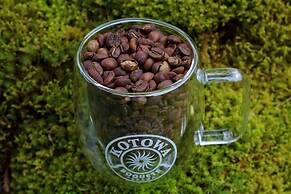 Tree Trek Boquete Adventure Park