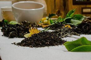 Tree Trek Boquete Adventure Park