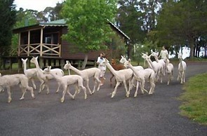 Madison's Mountain Retreat