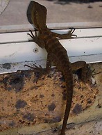 Madison's Mountain Retreat