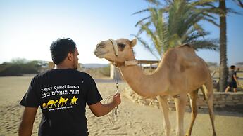 Negev Camel Ranch