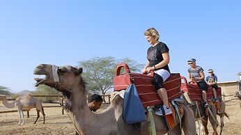 Negev Camel Ranch