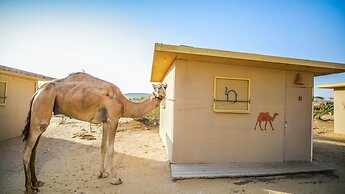 Negev Camel Ranch