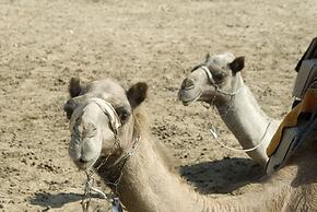 Negev Camel Ranch