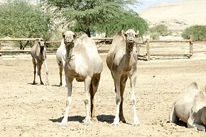 Negev Camel Ranch