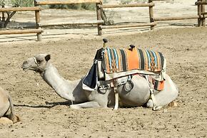 Negev Camel Ranch