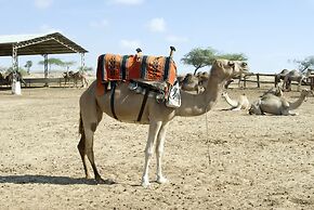 Negev Camel Ranch