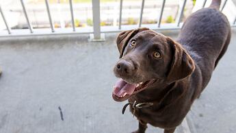 The Barefoot Mailman