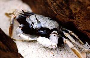 Koh Talu Island Resort