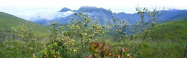 Fynbos Ridge