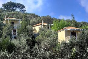 Gera's Olive Grove