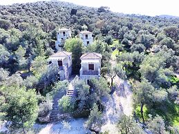 Gera's Olive Grove