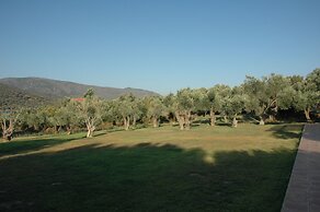 Gera's Olive Grove