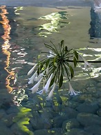 Spirit Of The Knights Boutique