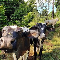 Finca Luna Nueva Lodge