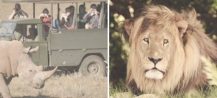 Barefoot Addo Elephant Lodge