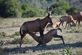 Barefoot Addo Elephant Lodge