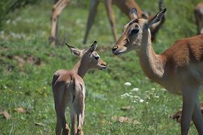 Barefoot Addo Elephant Lodge