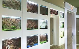 Le Rêve De Naim - Roma