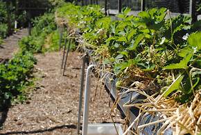 The Marsham Arms Inn